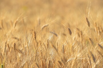 yellow wheat