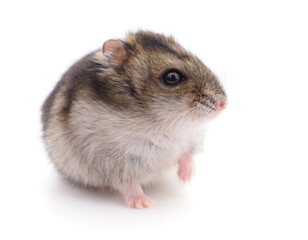 Small domestic hamster.