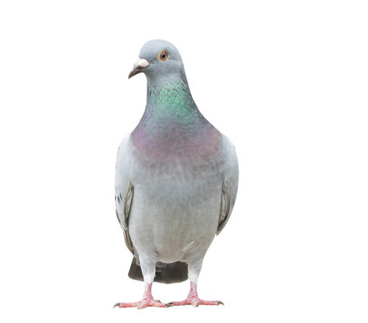 portrait full body of speed racing pigeon bird isolate white background