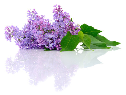 violet lilac flower