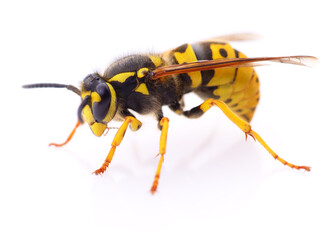 Wasp isolated on white.