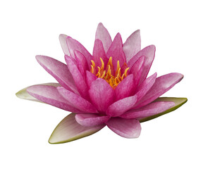 The pink lotus isolated on white background