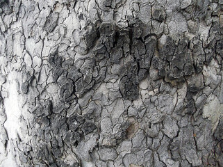 Bark of platan tree.