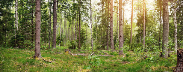 Fototapeta na wymiar pine and fir forest panorama in spring