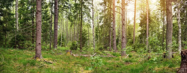 Fototapete pine and fir forest panorama in spring © candy1812