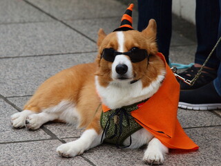 ハロウィン仮装した犬