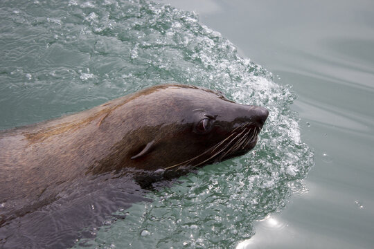 Nasenfisch Bilder Durchsuchen 1,054 Archivfotos, und