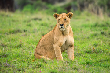 Closeup of lioness