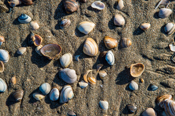 Shells on the beach.