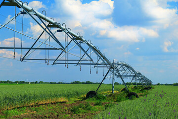 Pivot irrigation in wheat field