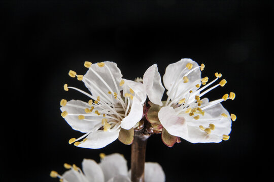 Apricot flower on a black background
