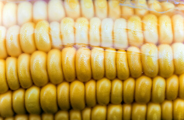 Corn cob in plastic wrap package