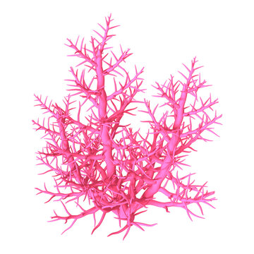 3D Rendering Pink Coral on White