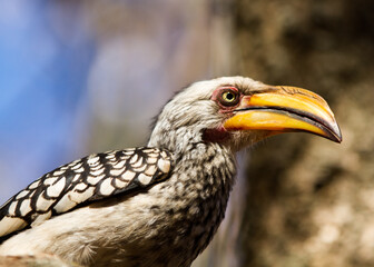 Yellow-billed Hornbill