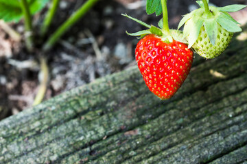 red and green strawberry - closeup