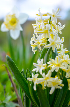 Light yellow hyacinth and narcissus flowers in the garden