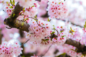 Sakura cherry blossom background