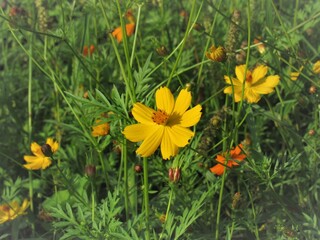 As flores e o verde.