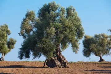 Fotobehang Olijfboom zeer oude olijfboom