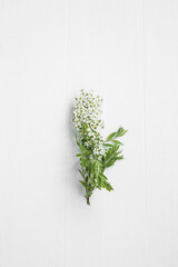 Branch of white flower with leaves and little flowers on painted white wood