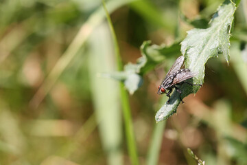 close up fly
