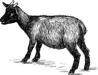 Sketch of the baby goat