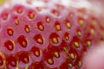 Fresh organic strawberries