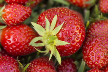 Fresh organic strawberries