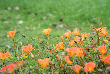 Orange Common Purslane or Pigweed flower in the green garden 