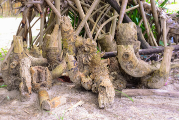 Root of bamboo tree