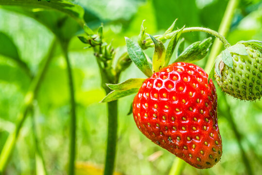 Red And Green Strawberry - Closeup