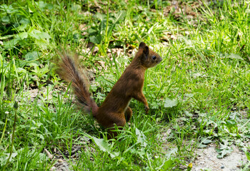 Orange squirrel in the grass