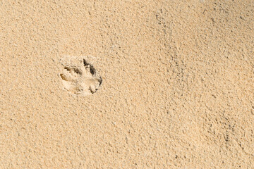 Foot print of dog on the beach
