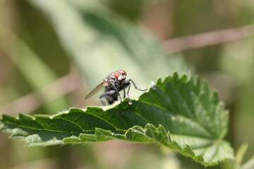 close up fly