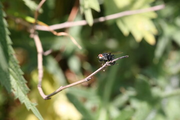 close up fly