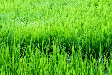 Leaves of rice fly follow the wind in the rice field