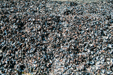 a lot of shells on the seashore.