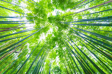 Arashiyama bamboo forest green background in Kyoto