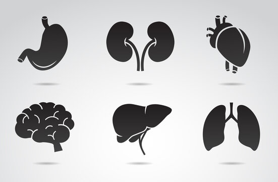 Human organs vector icon set - stomach, liver, lungs, brain. kidney, heart.