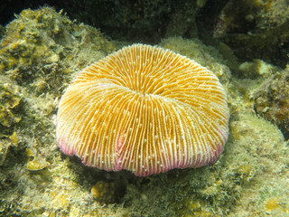 Fototapeta premium Mushroom coral, Fungia species