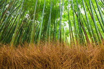 Arashiyama bamboo forest green background in Kyoto