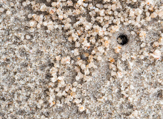 Ghost crab eating on sand beach, in their holes