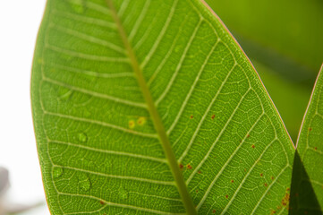 Closed up to texture Frangipani or Plumeria leaf and drop of water