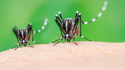 mosquito, malaria, influenza