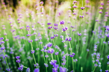 Blooming lavender in summer and sun evening light. Garden flowers