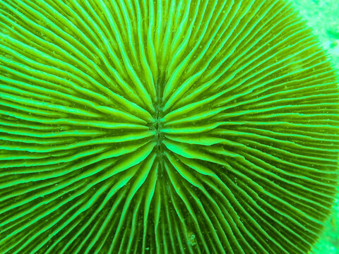 Closed up to polyp mushroom coral, Fungia 