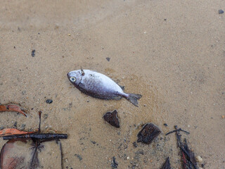 Dead fish on the sand beach
