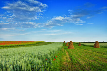 Field of Poppies