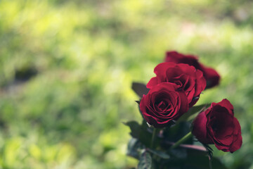 Red color roses flower with green nature background