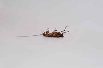 Upside down cockroach